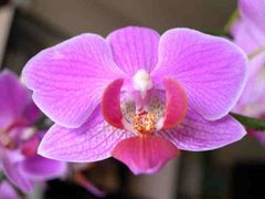 Immagine profilo di orkidea_rossa